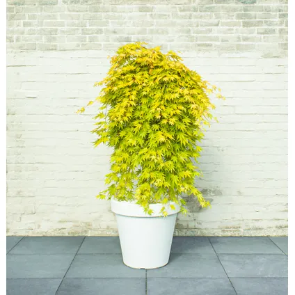 Acer palmatum 'Cascade Gold' - Japanse esdoorn - Hoogte 80-90cm - Pot 19cm 5