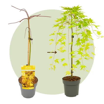 Acer palmatum 'Cascade Gold' - Japanse esdoorn - Hoogte 80-90cm - Pot 19cm 6