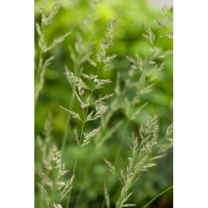Calamagrostis Karl Foerster - Set van 2 - Siergras - ⌀ 23 cm - Hoogte 40-60 cm 2