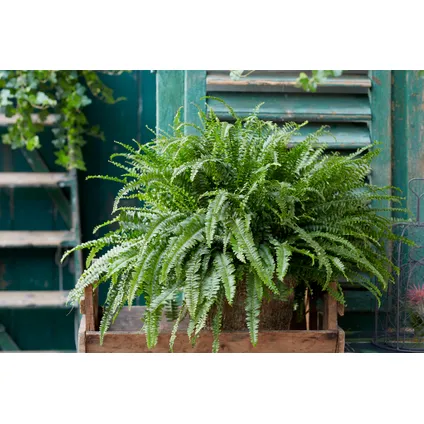 Krulvaren | Nephrolepis per 2 stuks - Luchtzuiverende kamerplant in kwekerspot ⌀12 cm - ↕20-30 cm 2