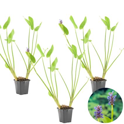 Herbe de brochet - Pontederia 'Cordata' 3x - Plante de bassin en pot de pépinière ⌀9 cm - ↕15 cm