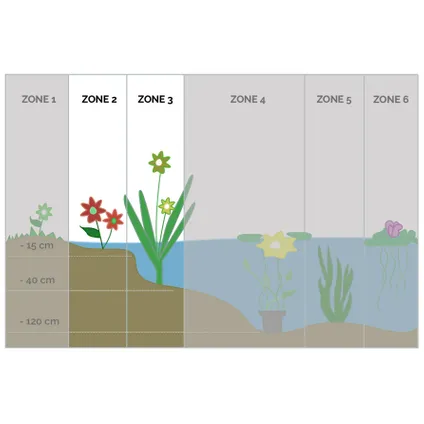 Herbe de brochet - Pontederia 'Cordata' 3x - Plante de bassin en pot de pépinière ⌀9 cm - ↕15 cm 4