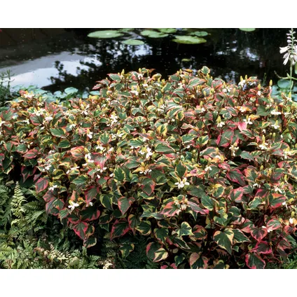 Houttuynia 'Chameleon' | Doku-dami - Vijverplant in kwekerspot ⌀9 cm - ↕10-20 cm 2