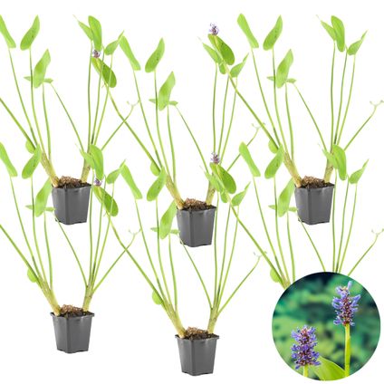 Herbe de brochet - Pontederia 'Cordata' 6x - Plante de bassin en pot de pépinière ⌀9 cm - ↕15 cm