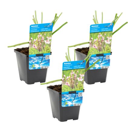 Butomus umballatus per 3 stuks | Zwanenbloem - Vijverplant in kwekerspot ⌀9 cm - ↕10-20 cm