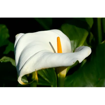 Witte Aronskelk | Zantedeschia 'Aethiopica' 6x - Vijverplant in kwekerspot ⌀9 cm - ↕15 cm 2