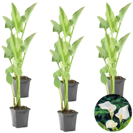 Witte Aronskelk | Zantedeschia 'Aethiopica' 6x - Vijverplant in kwekerspot ⌀9 cm - ↕15 cm 4