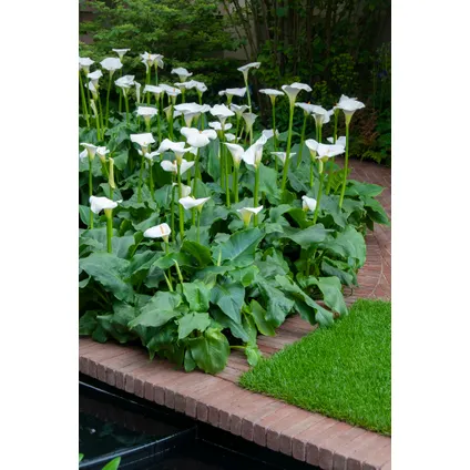 Witte Aronskelk | Zantedeschia 'Aethiopica' 6x - Vijverplant in kwekerspot ⌀9 cm - ↕15 cm 6
