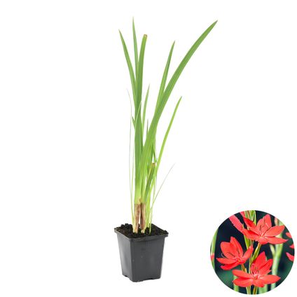Rode Kafferlelie | Schizostylis Coccinea - Vijverplant in kwekerspot ⌀9 cm - ↕15 cm