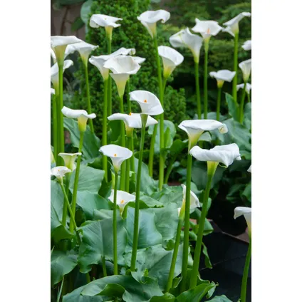 Arum Blanc - Zantedeschia 'Aethiopica' 3x - Jardinière le bassin et pot de pépinière ⌀9 cm - ↕15 cm 3