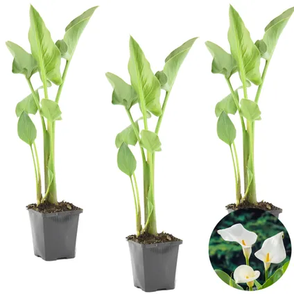 Witte Aronskelk | Zantedeschia 'Aethiopica' 3x - Vijverplant in kwekerspot ⌀9 cm - ↕15 cm 4