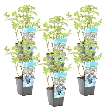 Mentha aquatica per 6 stuks| Watermunt - Vijverplant in kwekerspot ⌀9 cm - ↕10-20 cm