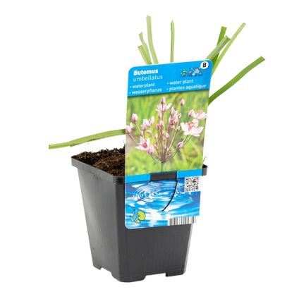 Butomus umballatus - Fleur de cygne - Plante de bassin en pot de pépinière ⌀9 cm - ↕10-20 cm