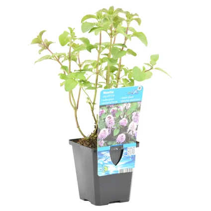 Mentha aquatica | Watermunt - Vijverplant in kwekerspot ⌀9 cm - ↕10-20 cm