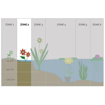 Mentha aquatica | Watermunt - Vijverplant in kwekerspot ⌀9 cm - ↕10-20 cm 4