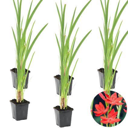 Rode Kafferlelie | Schizostylis 'Coccinea' 6x - Vijverplant in kwekerspot ⌀9 cm - ↕15 cm