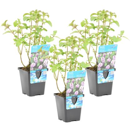 Mentha aquatica per 3 stuks| Watermunt - Vijverplant in kwekerspot ⌀9 cm - ↕10-20 cm