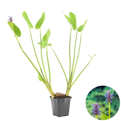 Herbe de brochet - Pontederia 'Cordata' - Plante de bassin en pot de pépinière ⌀9 cm - ↕15 cm