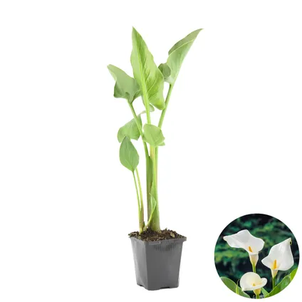 Witte Aronskelk | Zantedeschia 'Aethiopica' - Vijverplant in kwekerspot ⌀9 cm - ↕15 cm 4