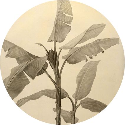 Komar papier peint panoramique rond adhésif Banana Plant beige clair - Ø 125 cm - 611167