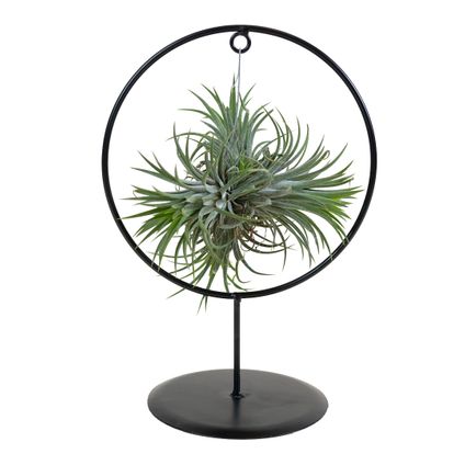 Tillandsia Magic Ball en cercle décoratif - Plante aérienne - Facile d'entretien - ↕30 cm