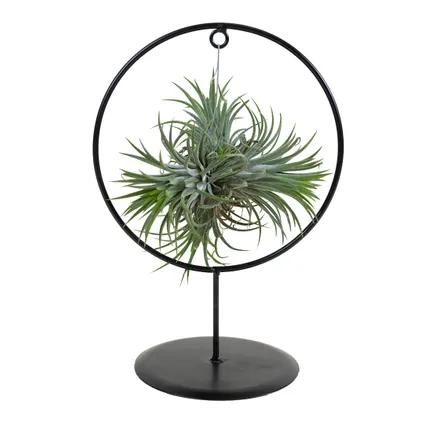 Tillandsia Magic Ball en cercle décoratif - Plante aérienne - Facile d'entretien - ↕30 cm