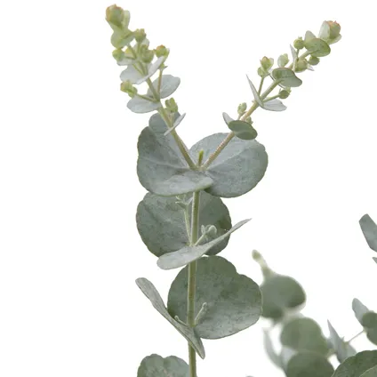 2x Eucalyptus Gunnii 'Azura' - Eucalyptus Plant - Tuinplanten - Winterhard - ⌀15 cm - 25-45 cm 3