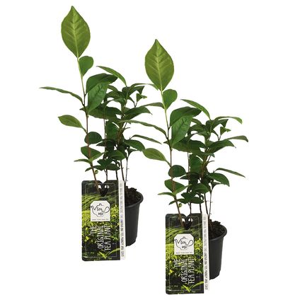 Camellia Sinensis - Theeplant - Set 2 stuks - Tuinplanten - Meerjarig - ⌀10,5 - ↕45-50 cm