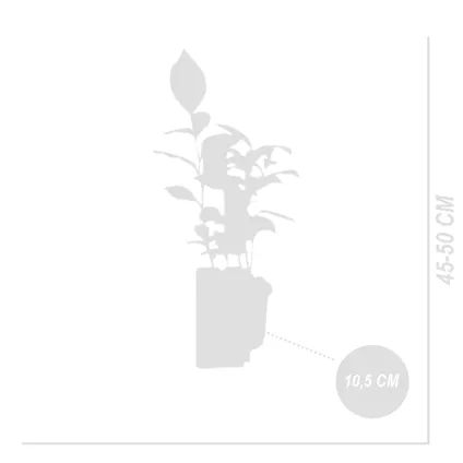 Camellia Sinensis - Theeplant - Set 2 stuks - Tuinplanten - Meerjarig - ⌀10,5 - ↕45-50 cm 5