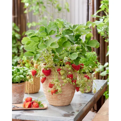 Aardbeienplanten - Set van 6 Fruitplanten - ⌀ 10.5 cm - ↕ 10 - 15 cm 3