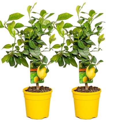 2x Citrus limon - Citroenboom - Fruitboom - Groenblijvend - ⌀19 cm - ↕60-70 cm