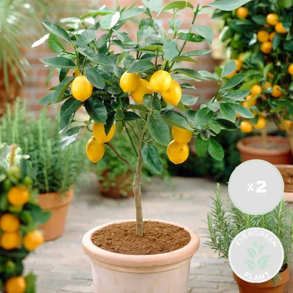 2x Citrus limon - Citroenboom - Fruitboom - Groenblijvend - ⌀19 cm - ↕60-70 cm 2