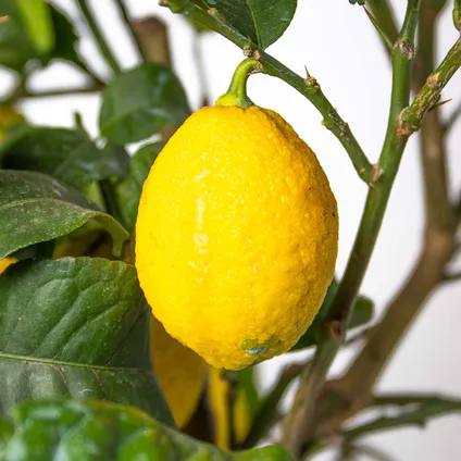 2x Citrus limon - Citroenboom - Fruitboom - Groenblijvend - ⌀19 cm - ↕60-70 cm 4