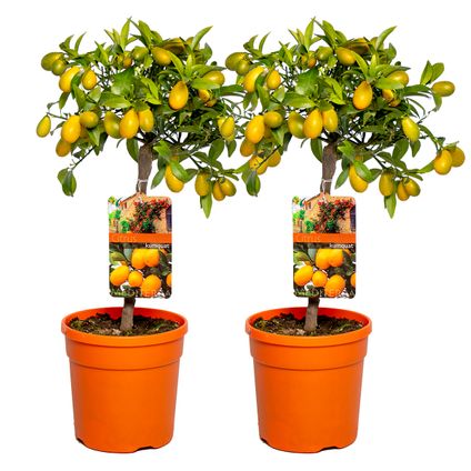 2x Citrus margarita 'Kumquat' - Oranger - Arbre fruitier - Persistant - ⌀19 cm - ↕50-60 cm