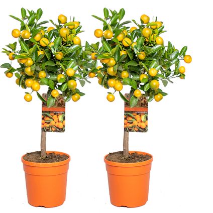 2X Citrus mitis 'Calamondin'- Mandarijnboom - Fruitboom - Bladhoudend - ⌀19 cm - ↕55-65 cm