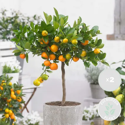2X Citrus mitis 'Calamondin'- Mandarijnboom - Fruitboom - Bladhoudend - ⌀19 cm - ↕55-65 cm 2