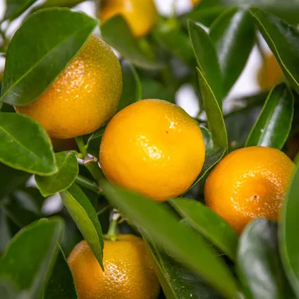 2X Citrus mitis 'Calamondin'- Mandarijnboom - Fruitboom - Bladhoudend - ⌀19 cm - ↕55-65 cm 4