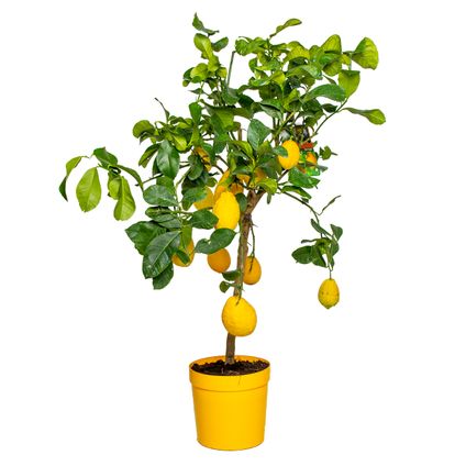 Citrus limon - Citroenboom - Fruitboom - Groenblijvend - ⌀21 cm - ↕70-80 cm