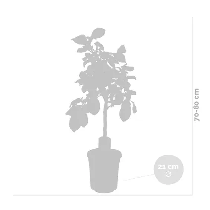 Citrus limon - Citroenboom - Fruitboom - Groenblijvend - ⌀21 cm - ↕70-80 cm 3