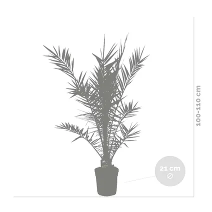 Phoenix Canariensis - Canarische Dadelpalm - Palm - Winterhard - ⌀21 cm - ↕100-110 cm 3