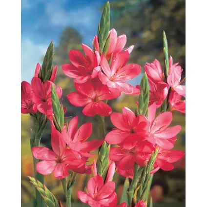 3x Schizostylis 'Mrs Hegarty' - Roze kafferlelie - Vijverplant ⌀9 cm - ↕10-20 cm 2
