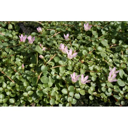 2x Anagallis tenella - Teer guichelheil - Vijverplant & zuurstofplant ⌀11 cm - ↕11-22 cm 2