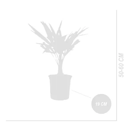 Trachycarpus Fortunei - Chinese Waaierpalm - Palm - Winterhard - ⌀19 cm - ↕50-60 cm 4