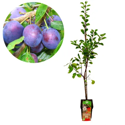 Schramas.com pruimenboom Prunus domestica Opal + Pot 23cm