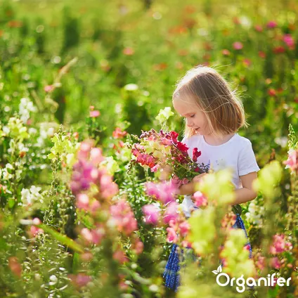 Organifer - Plukbloemen mengsel – Colour – 32 soorten Snijbloemen (100 g voor 50 m2) 2
