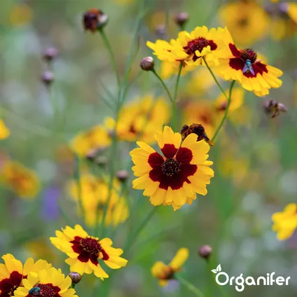 Organifer - Plukbloemen mengsel – Colour – 32 soorten Snijbloemen (100 g voor 50 m2) 3