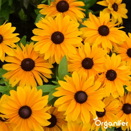 Organifer - Plukbloemen mengsel – Colour – 32 soorten Snijbloemen (100 g voor 50 m2) 4