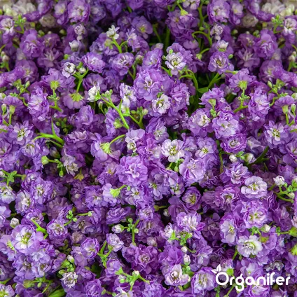 Organifer - Plukbloemen mengsel – Colour – 32 soorten Snijbloemen (100 g voor 50 m2) 5