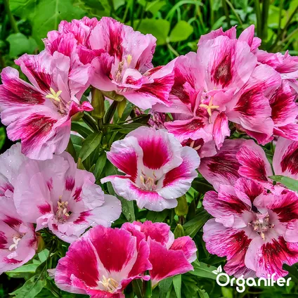 Organifer - Plukbloemen mengsel – Colour – 32 soorten Snijbloemen (100 g voor 50 m2) 6