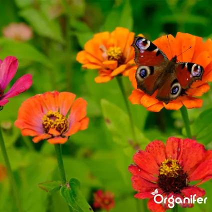 Organifer - Plukbloemen mengsel – Colour – 32 soorten Snijbloemen (100 g voor 50 m2) 8